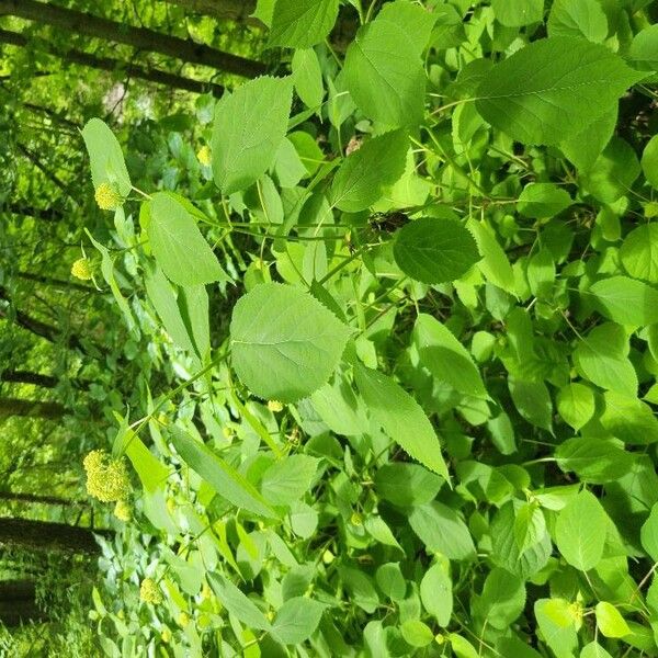 Hydrangea arborescens Blad