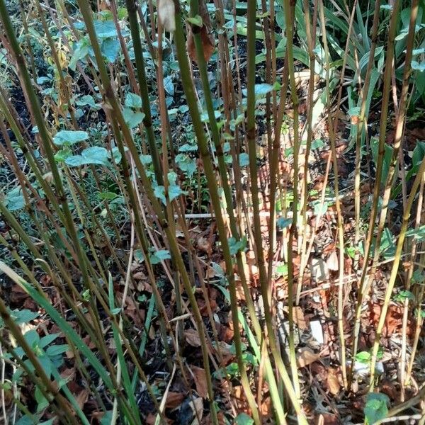 Chenopodium giganteum Žievė