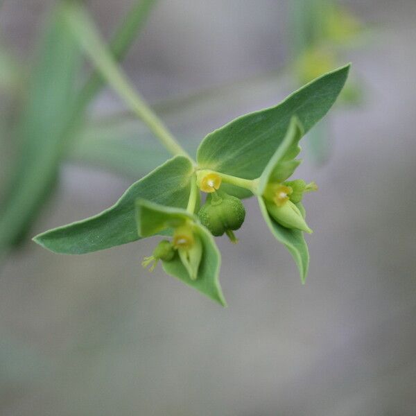 Euphorbia taurinensis Floro