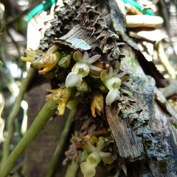 Ancistrorhynchus clandestinus Blomma