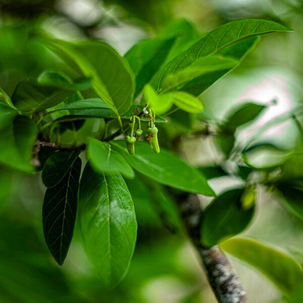 Annona squamosa Fruit