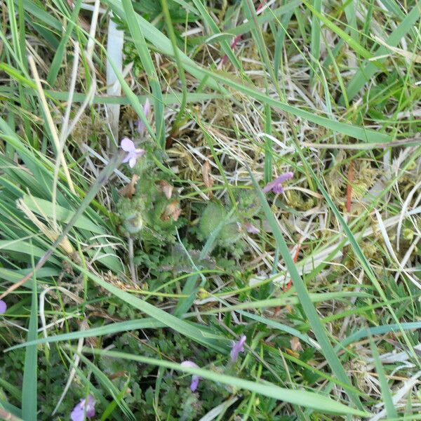 Pedicularis sylvatica Flower