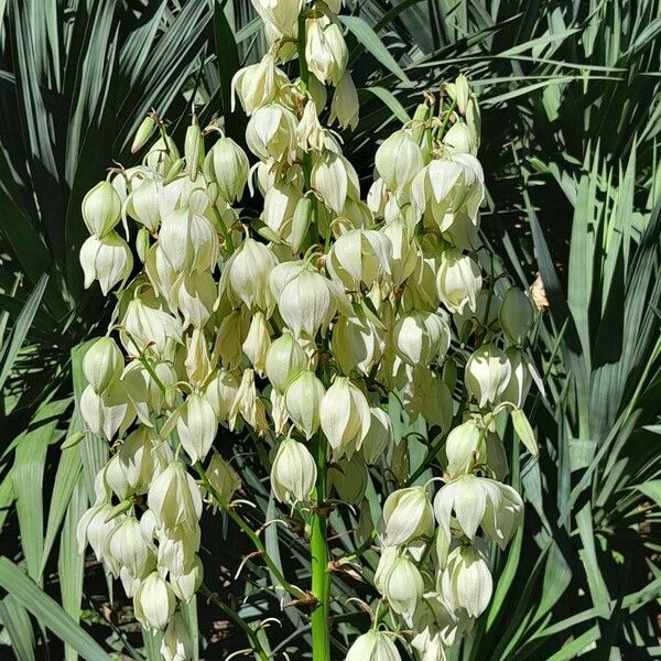 Yucca gloriosa Blüte