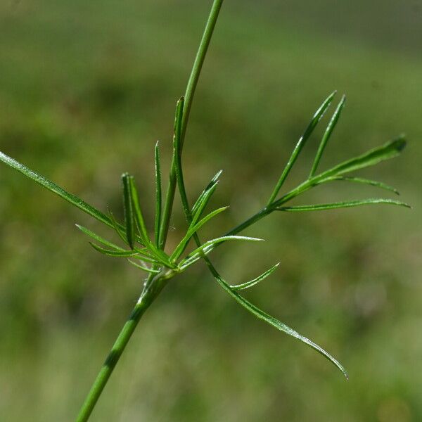 Conopodium majus Лист