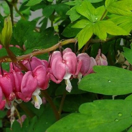 Lamprocapnos spectabilis Cvet