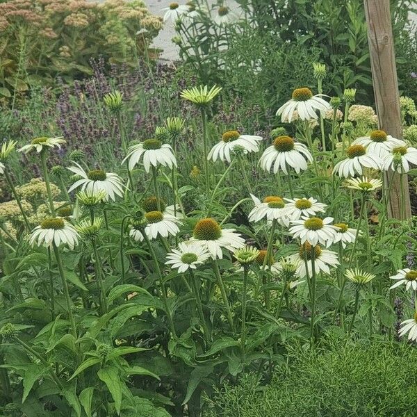 Echinacea pallida 花