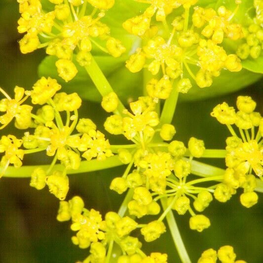 Smyrnium perfoliatum Flower