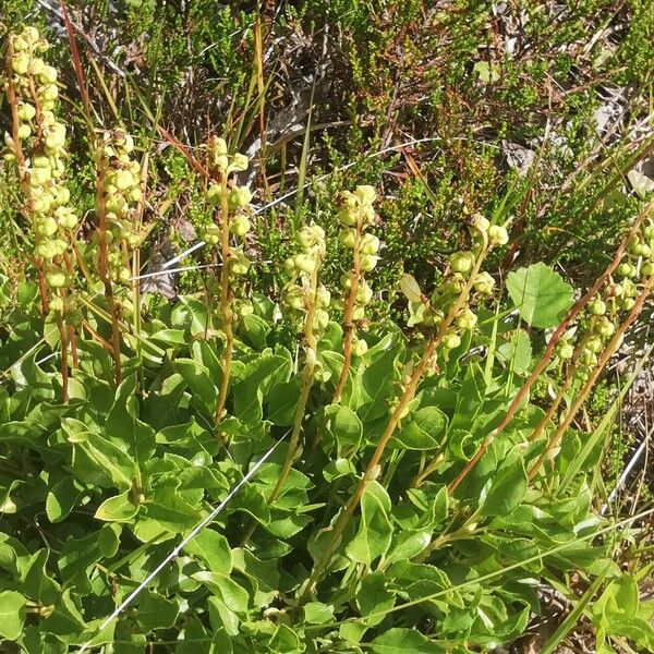 Orthilia secunda Natur