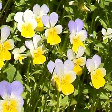 Viola tricolor 花