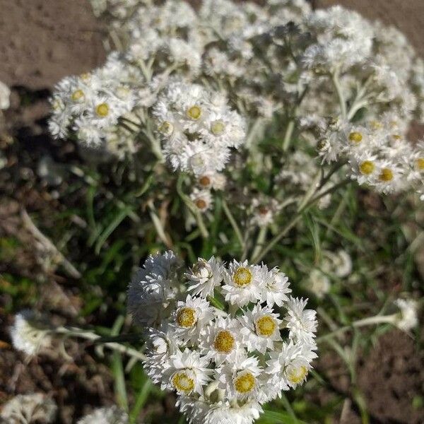 Anaphalis margaritacea Flor