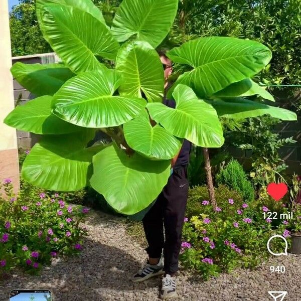 Alocasia macrorrhizos পাতা