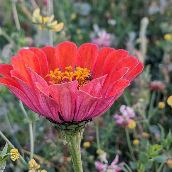 Zinnia elegans Flor