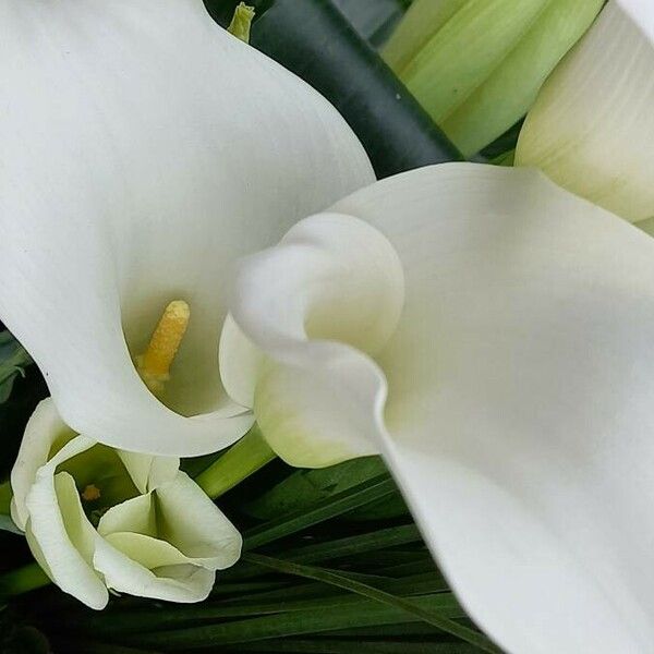 Zantedeschia aethiopica Fleur