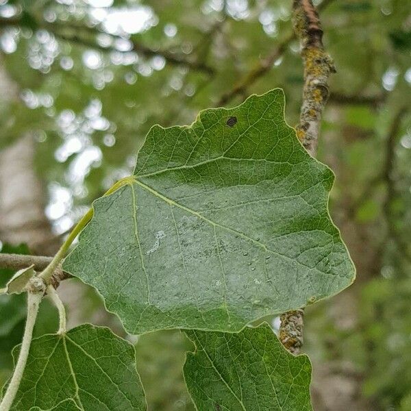 Populus alba Blatt