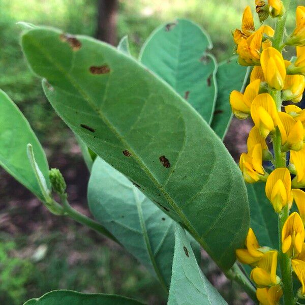 Crotalaria mitchellii Blomst