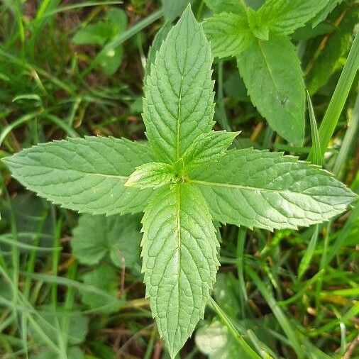 Mentha arvensis Feuille