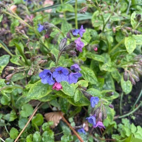 Pulmonaria officinalis Flower