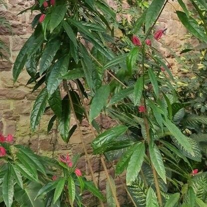 Pavonia multiflora Costuma