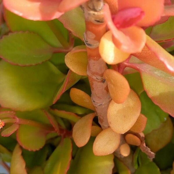 Kalanchoe crenata Liść