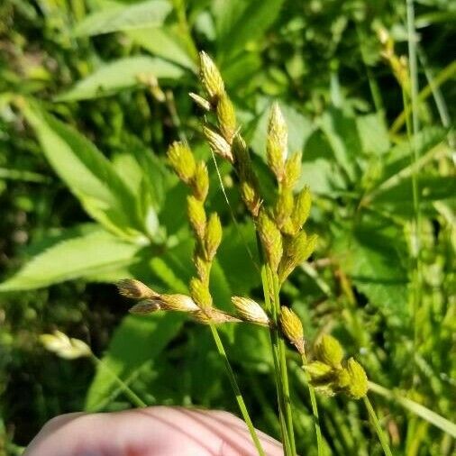 Carex muskingumensis Cvet