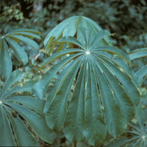 Musanga cecropioides (Aga umbrella-tree)