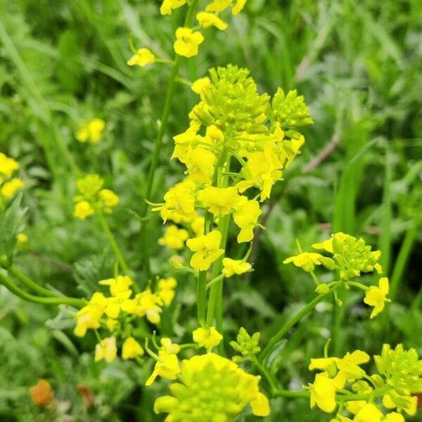 Barbarea vulgaris Flower