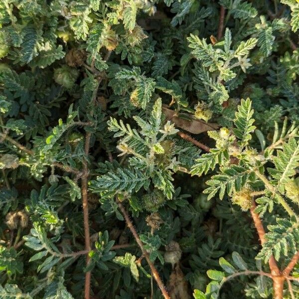 Tribulus terrestris Leaf