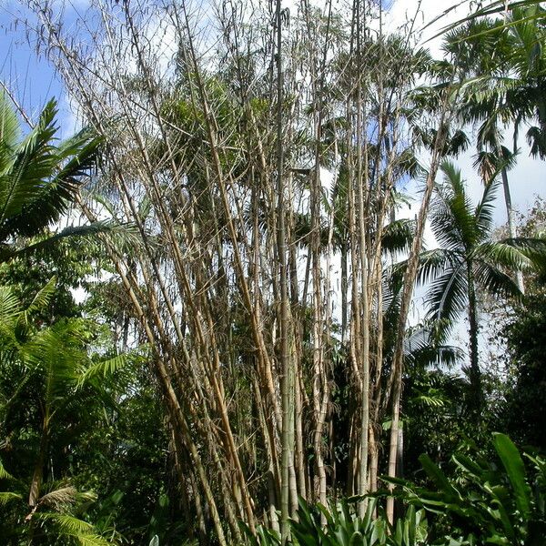 Dendrocalamus giganteus Hábitos