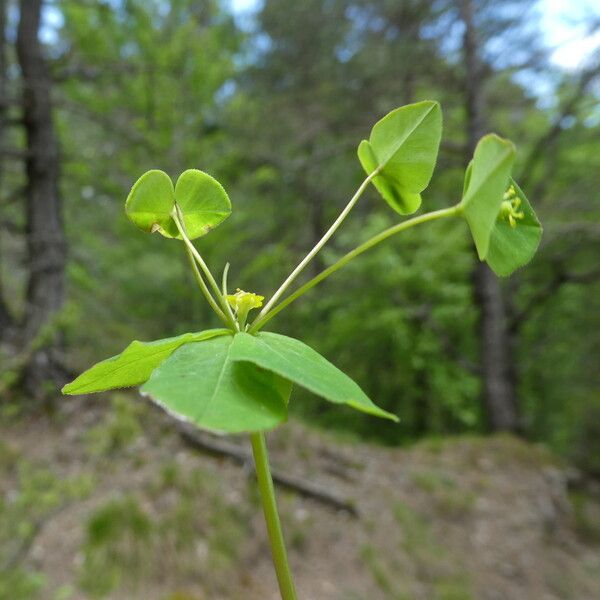 Euphorbia dulcis (Sweet spurge)