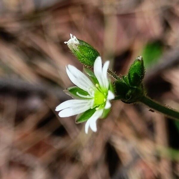 Cerastium holosteoides Flower