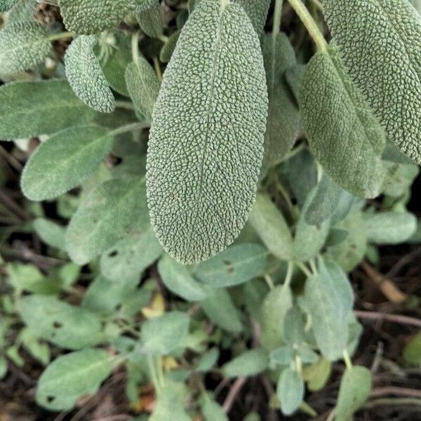 Salvia officinalis برگ