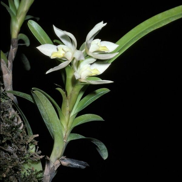 Camaridium ochroleucum Flower