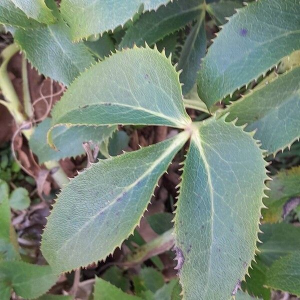 Helleborus argutifolius Leaf