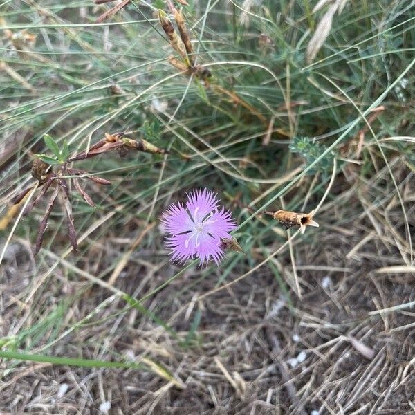 Dianthus gallicus Floro