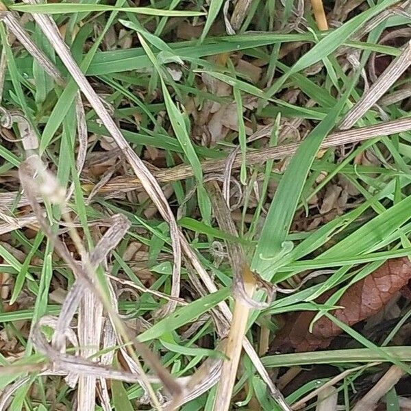 Bromus secalinus Folha