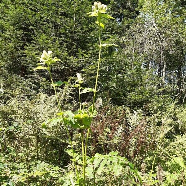 Cirsium oleraceum Hábito