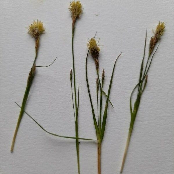 Carex halleriana Květ
