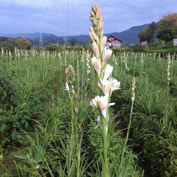 Polianthes tuberosa ফুল