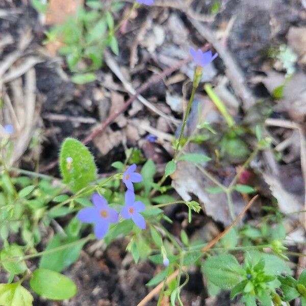 Houstonia pusilla 花