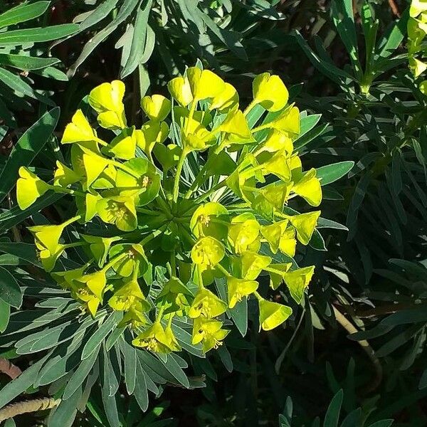 Euphorbia characias Fleur