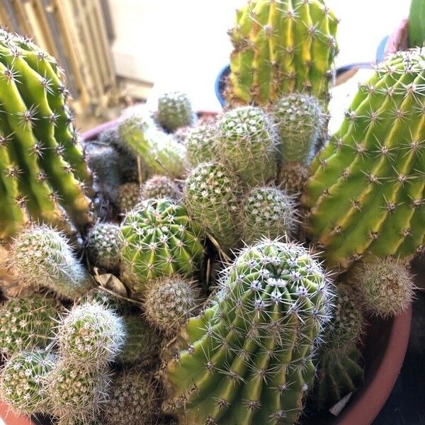 Echinopsis oxygona Лист