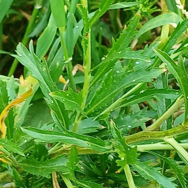 Lepidium virginicum Leaf