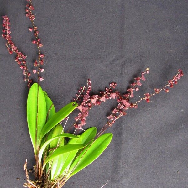 Stelis superbiens ᱮᱴᱟᱜ