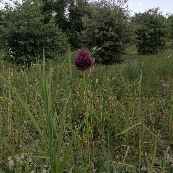 Allium rotundum Flor