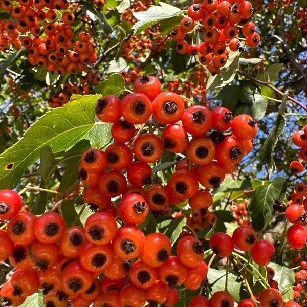 Crataegus phaenopyrum Květ