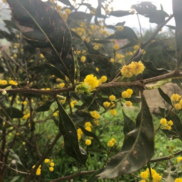 Acacia paradoxa Leaf