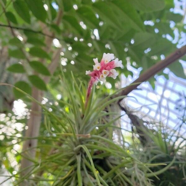 Tillandsia stricta Květ