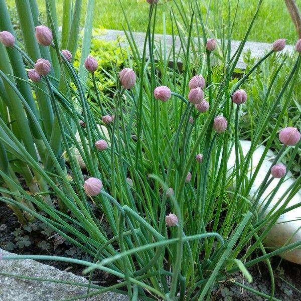 Allium ascalonicum Leaf