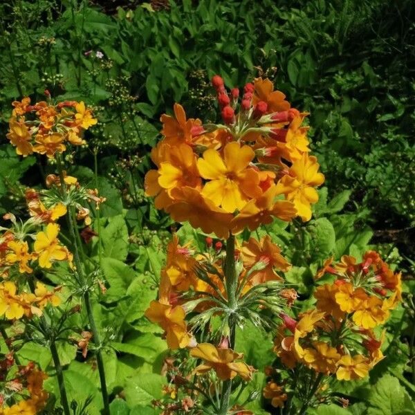 Primula bulleyana Кветка