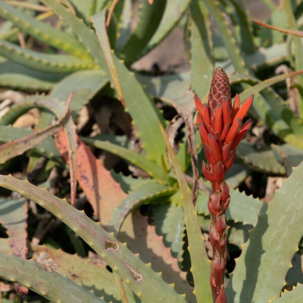 Aloe pretoriensis Flower